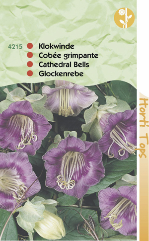 Cobaea scandens Klokwinde 1,89